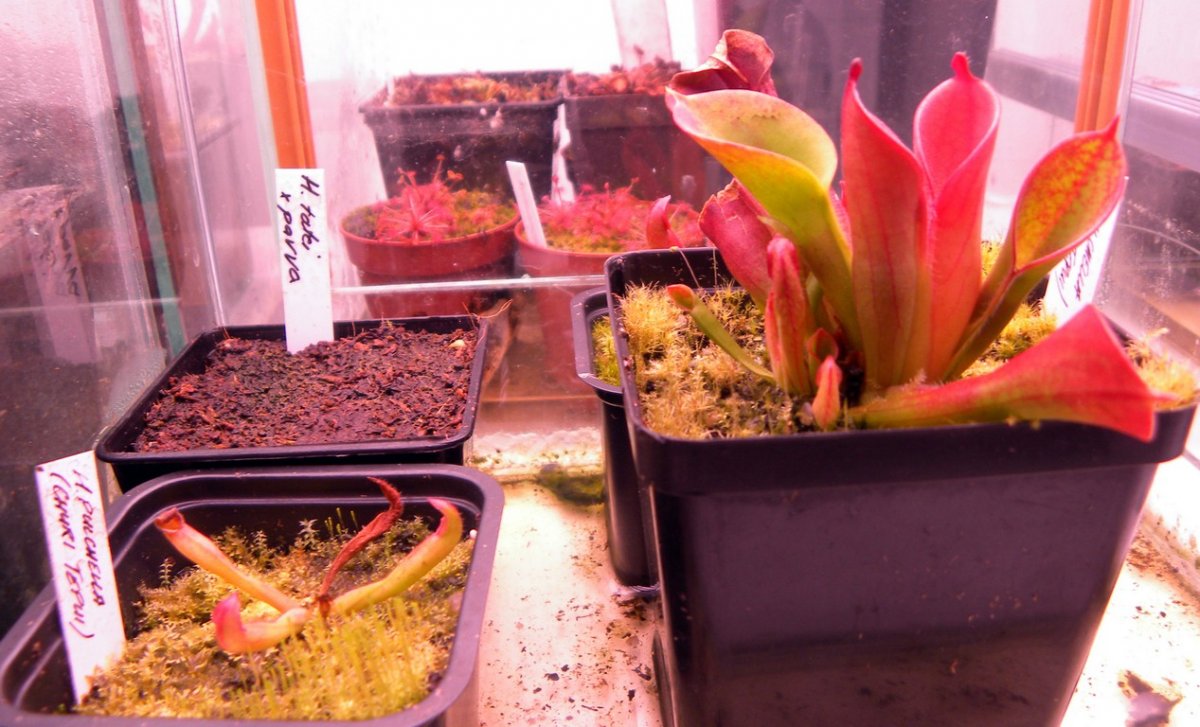 Heliamphora_27_11_2014_075.jpg