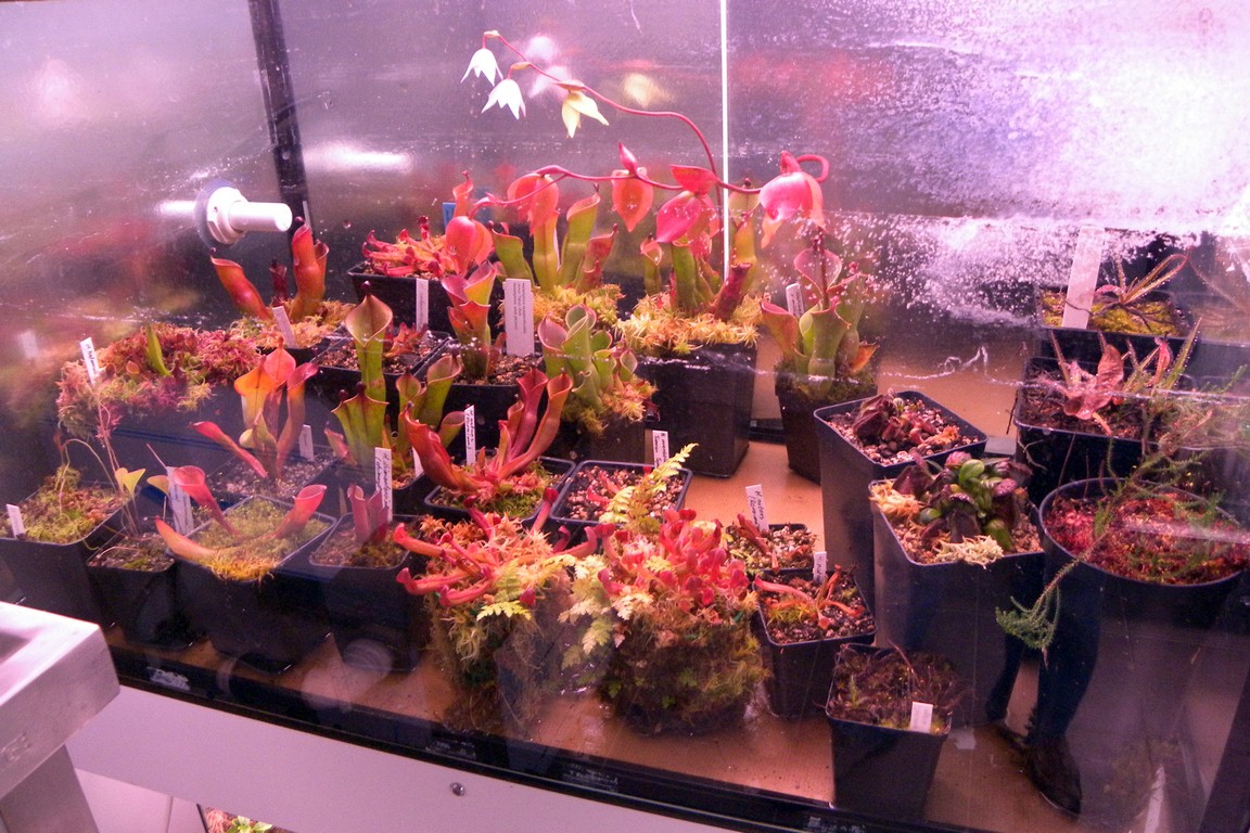 Heliamphora_27_11_2014_083.jpg