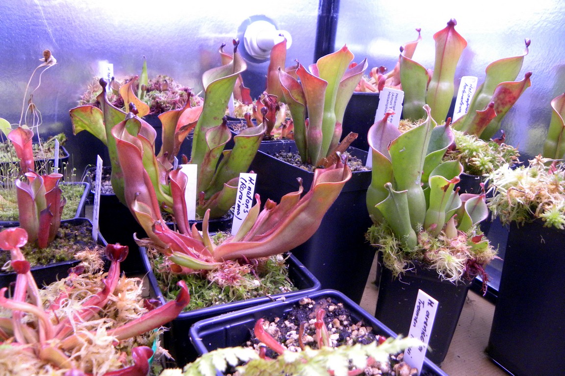 Heliamphora_27_11_2014_090.jpg