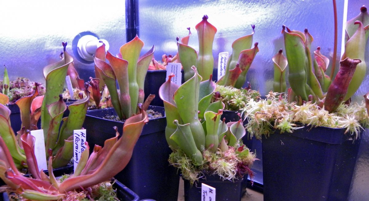 Heliamphora_27_11_2014_091.jpg