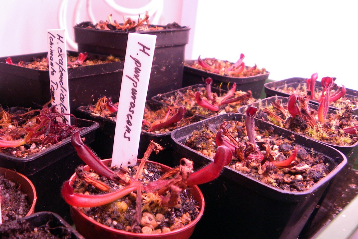 Heliamphora_27_11_2014_098.jpg