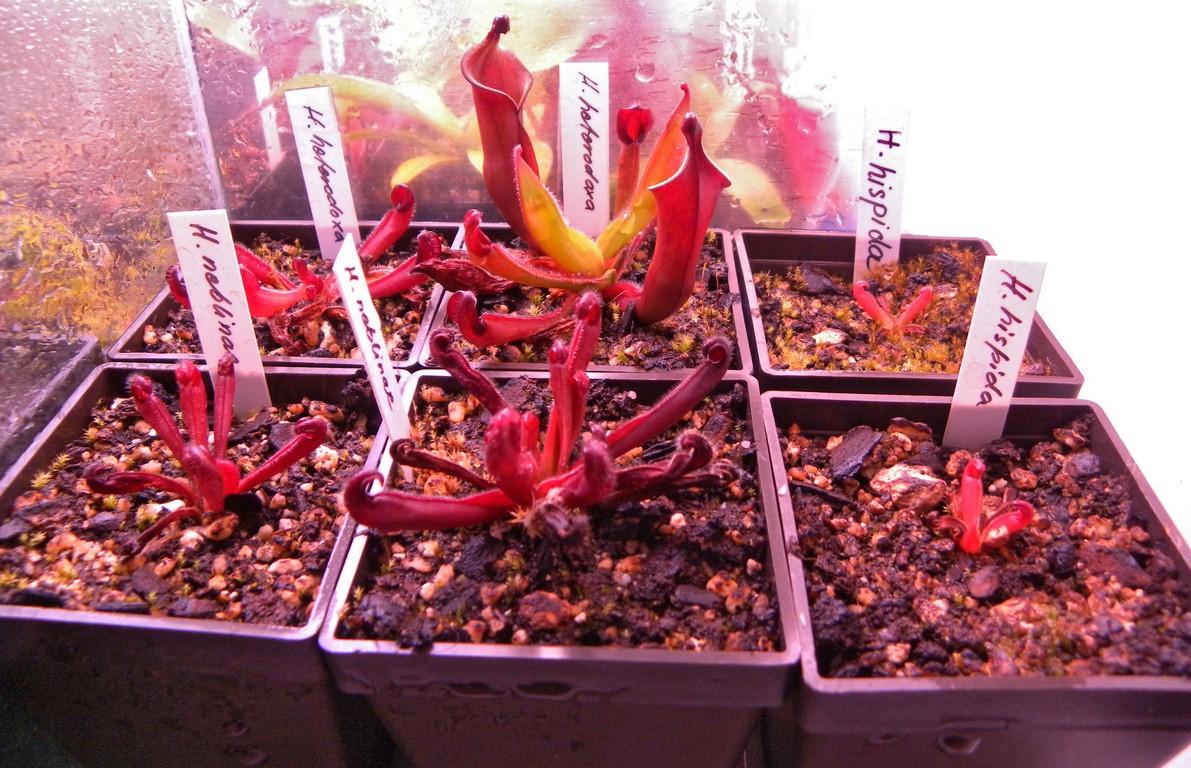 Heliamphora_27_11_2014_099.jpg