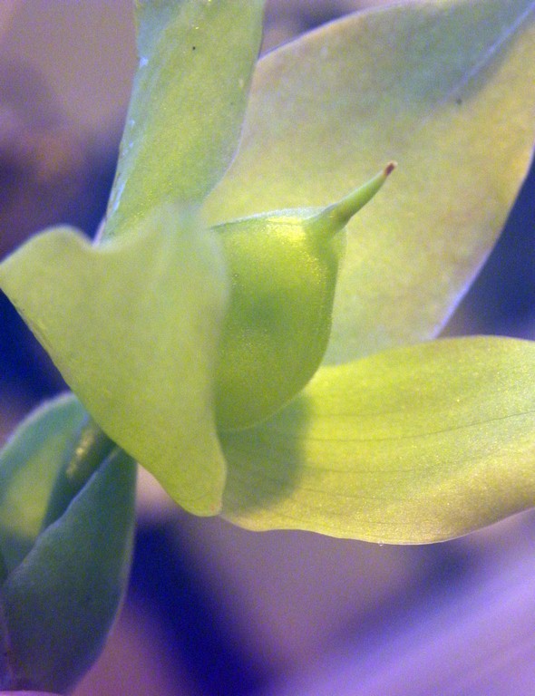Heliamphora_Midoxa_12_02_2015_060.jpg