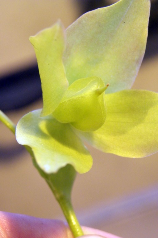 Heliamphora_Midoxa_12_02_2015_061.jpg