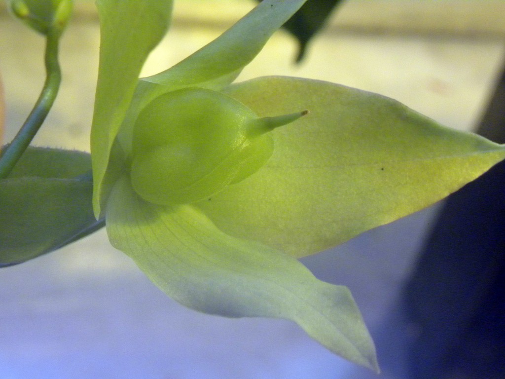 Heliamphora_Midoxa_12_02_2015_065.jpg