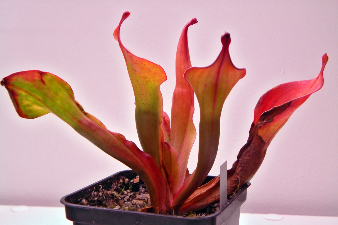 Heliamphora_Tequila_30_12_2014_118.jpg