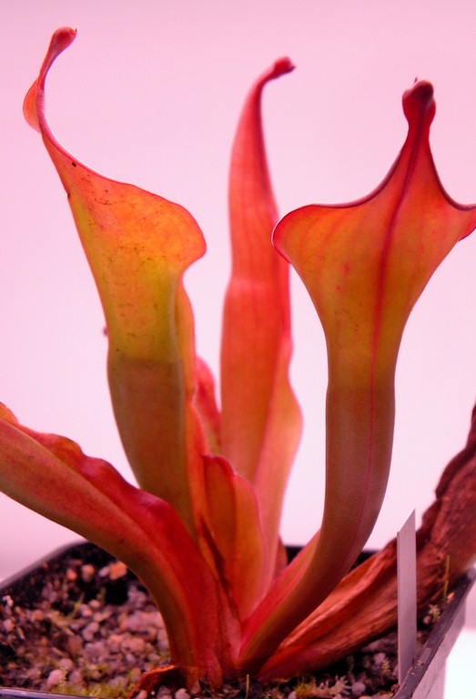 Heliamphora_Tequila_30_12_2014_119.jpg