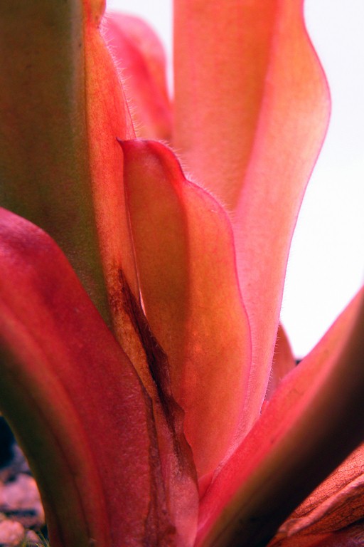 Heliamphora_Tequila_30_12_2014_120.jpg