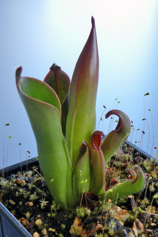 Heliamphora_ceracea_02_04_2015_001.jpg