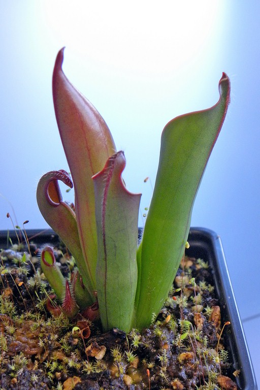 Heliamphora_ceracea_02_04_2015_003.jpg