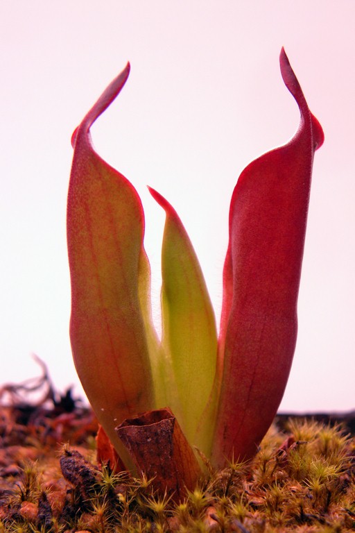 Heliamphora_chimantensis_30_12_2014_136.jpg