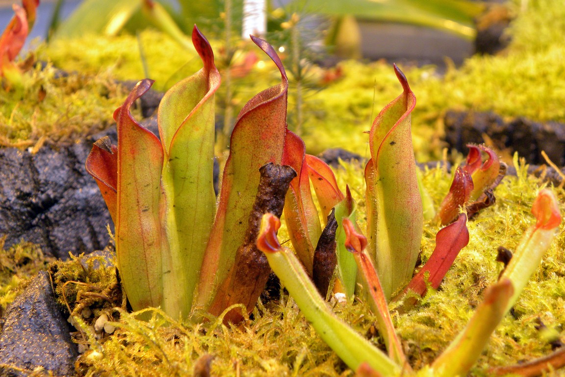 Heliamphora_chimantensis__04_03_2015_084.jpg