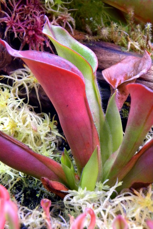 Heliamphora_ciliata_11_12_2014_045.jpg