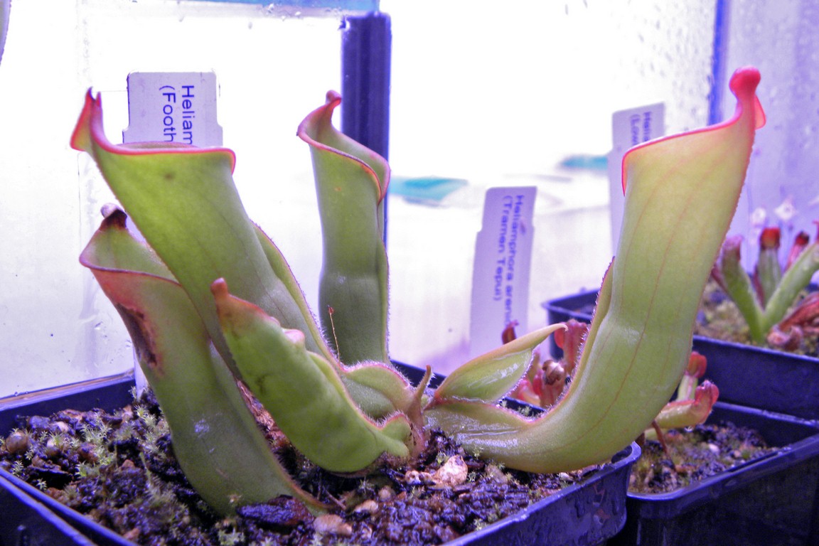 Heliamphora_collina_22_12_2014_002.jpg