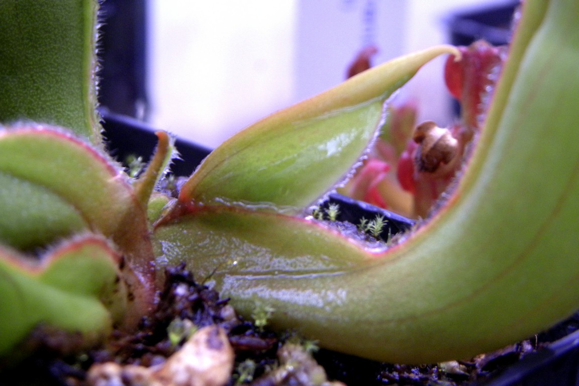 Heliamphora_collina_22_12_2014_003.jpg
