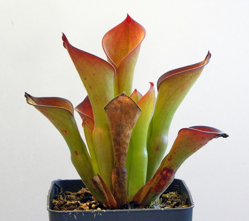 Heliamphora_exappendiculata_02_04_2015_042.jpg