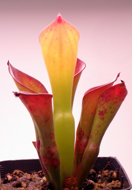 Heliamphora_exappendiculata_30_12_2014_128.jpg