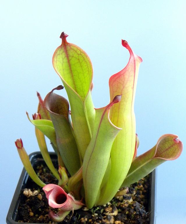 Heliamphora_huberi_02_04_2015_006.jpg