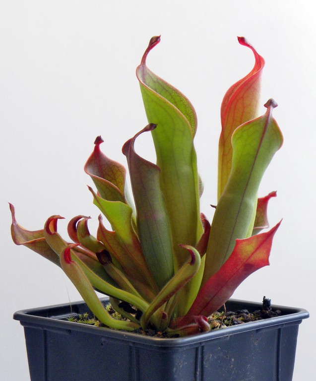 Heliamphora_huberi_02_04_2015_012.jpg