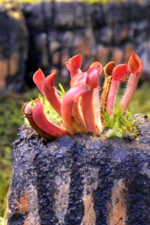 Heliamphora_minor_04_03_2015_100.jpg