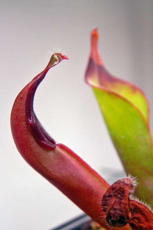 Heliamphora_neblinae_27_11_2014_029.jpg