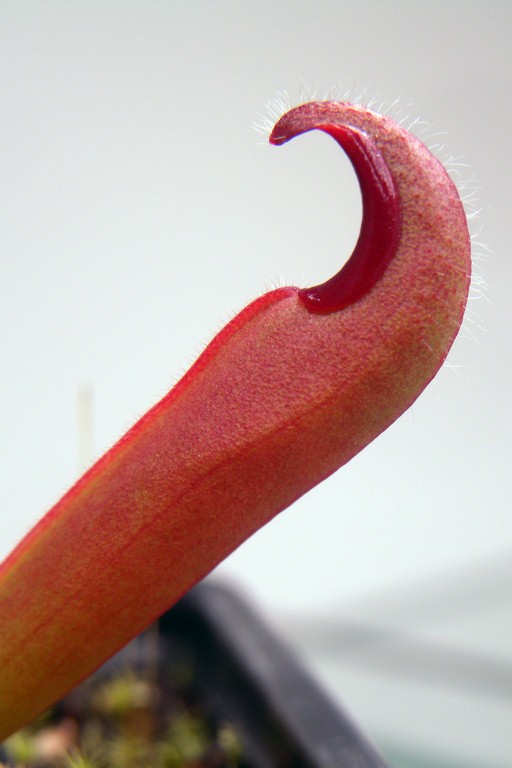 Heliamphora_neblinae_27_11_2014_030.jpg