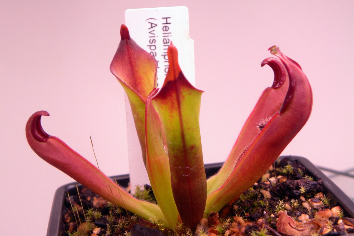 Heliamphora_neblinae_27_11_2014_031.jpg