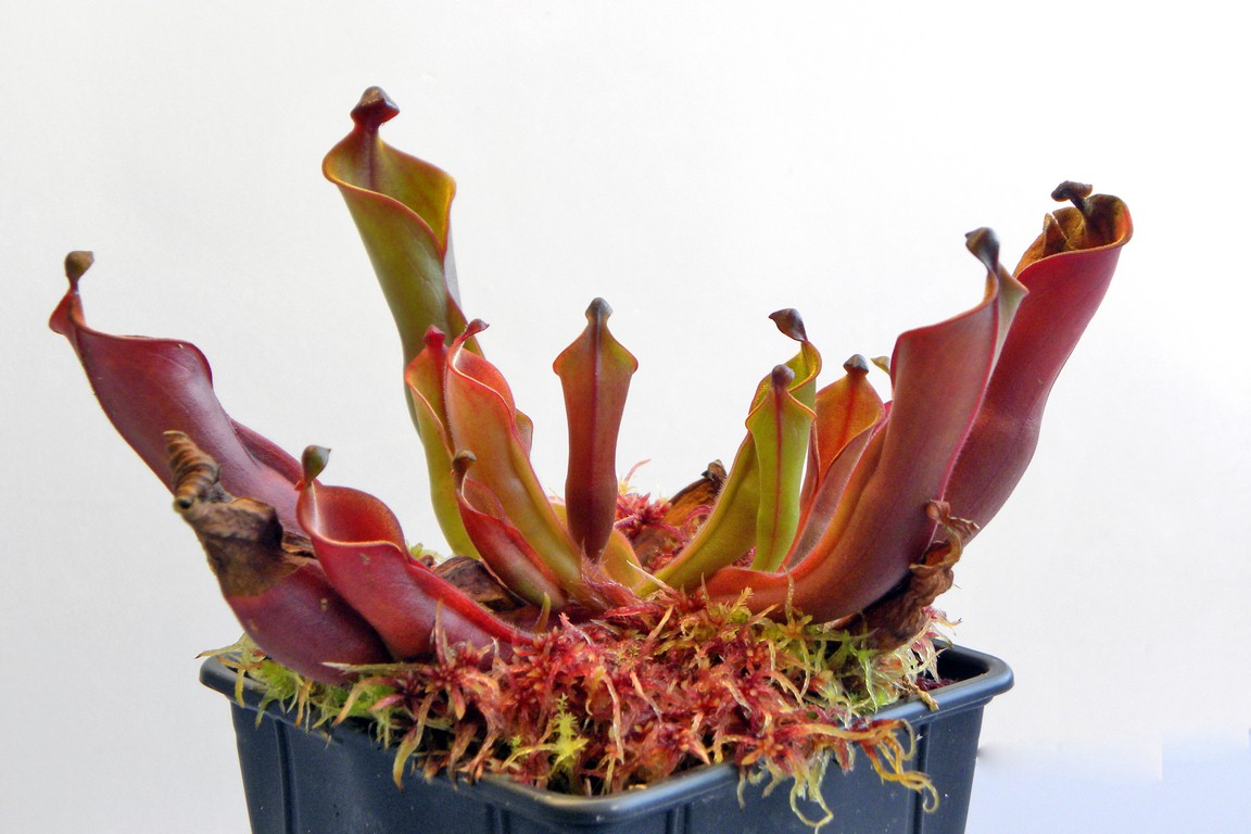 Heliamphora_nutans_02_04_2015_014.jpg