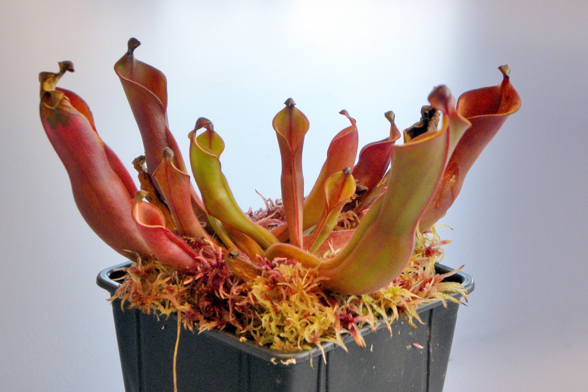 Heliamphora_nutans_02_04_2015_021.jpg