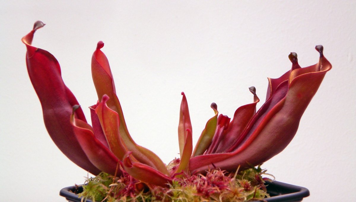 Heliamphora_nutans_30_12_2014_134.jpg