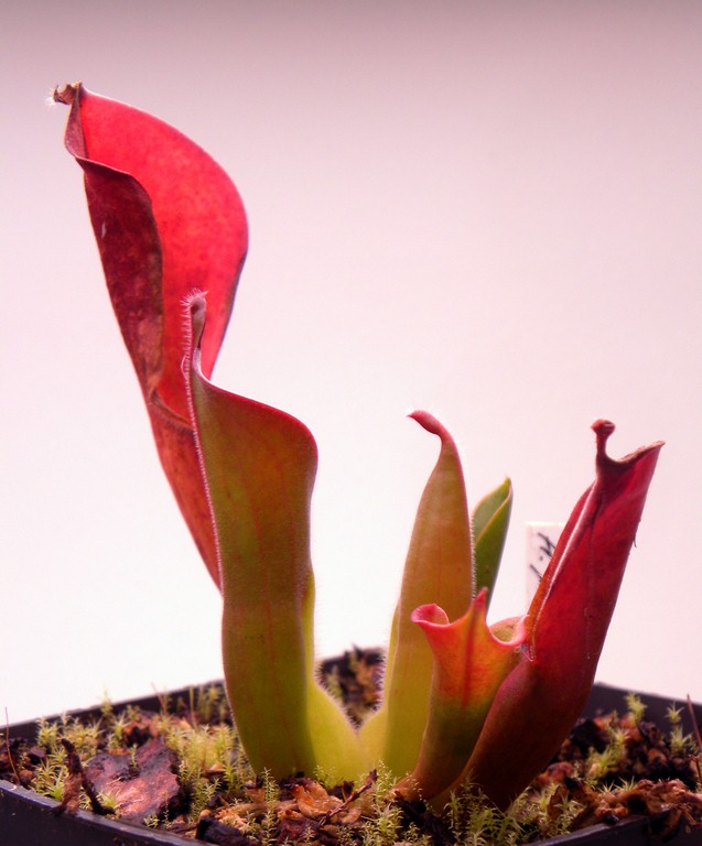 Heliamphora_parva_30_12_2014_162.jpg