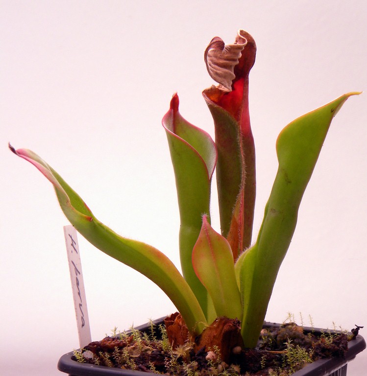 Heliamphora_parva_30_12_2014_165.jpg