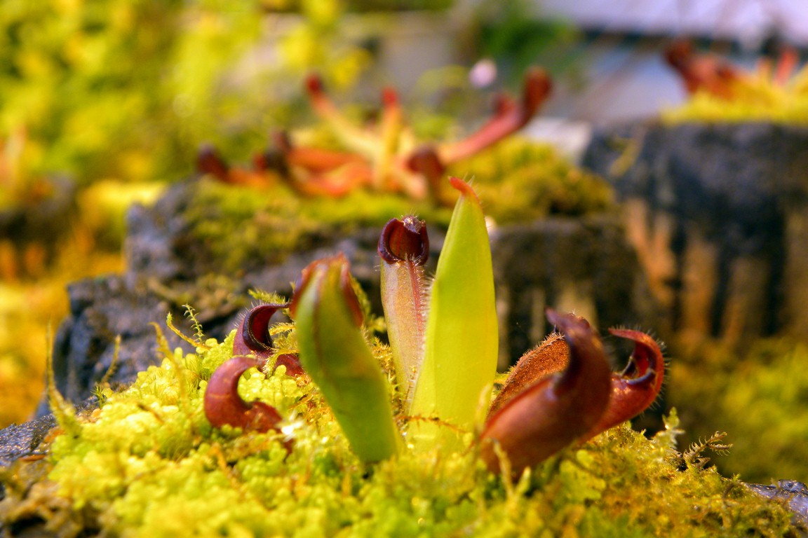 Heliamphora_pulchella_04_03_2015_091.jpg