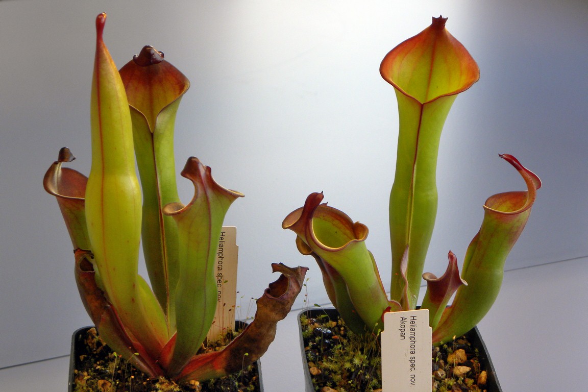 Heliamphora_spec__nov__Angasima_i_Akopan_02_04_2015_028.jpg