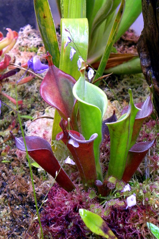 Heliamphora_tatei_05_01_2015_140.jpg