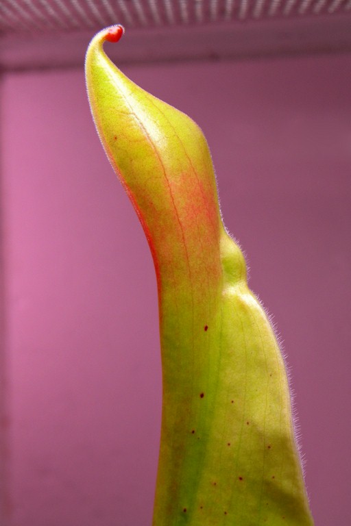 Heliamphora_tatei_11_12_2014_025.jpg