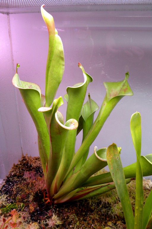 Heliamphora_tatei_11_12_2014_026.jpg