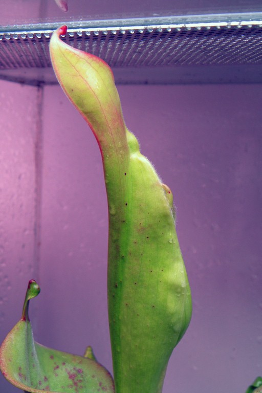 Heliamphora_tatei_15_12_2014_076.jpg