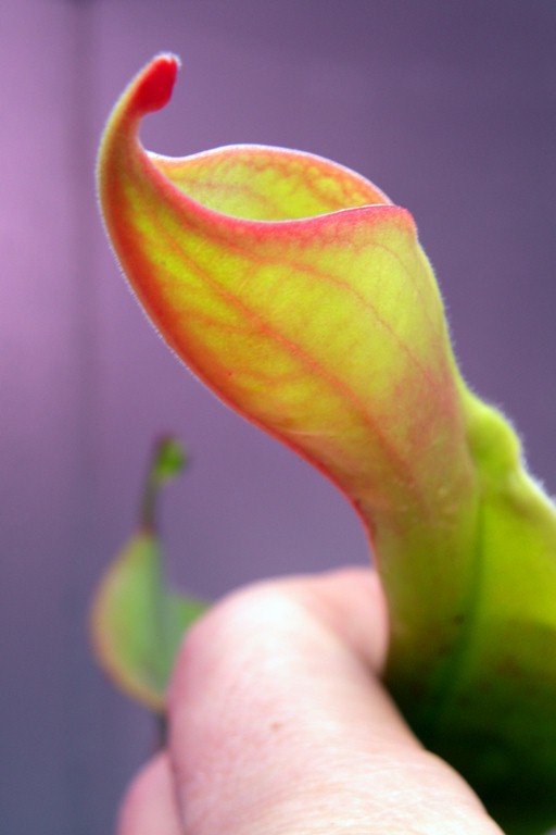 Heliamphora_tatei_15_12_2014_077.jpg