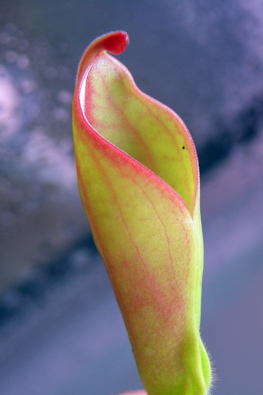 Heliamphora_tatei_15_12_2014_079.jpg