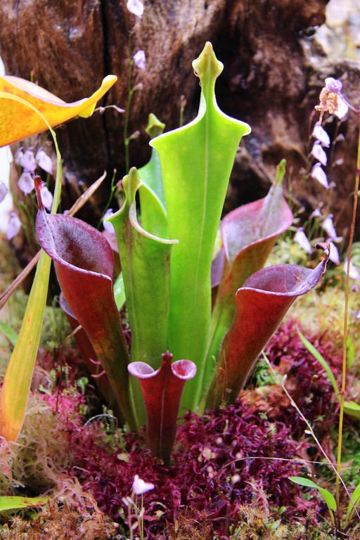 Heliamphora_tatei_var__tatei_(Cerro_Huachamachari)_01_04_2015_168.jpg