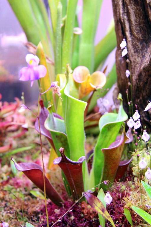 Heliamphora_tatei_var__tatei_(Cerro_Huachamachari)_01_04_2015_183.jpg