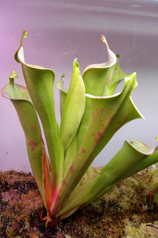 Heliamphora_tatei_var__tatei_27_11_2014_001.jpg