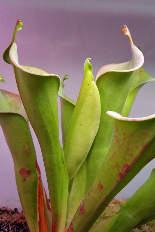 Heliamphora_tatei_var__tatei_27_11_2014_002.jpg