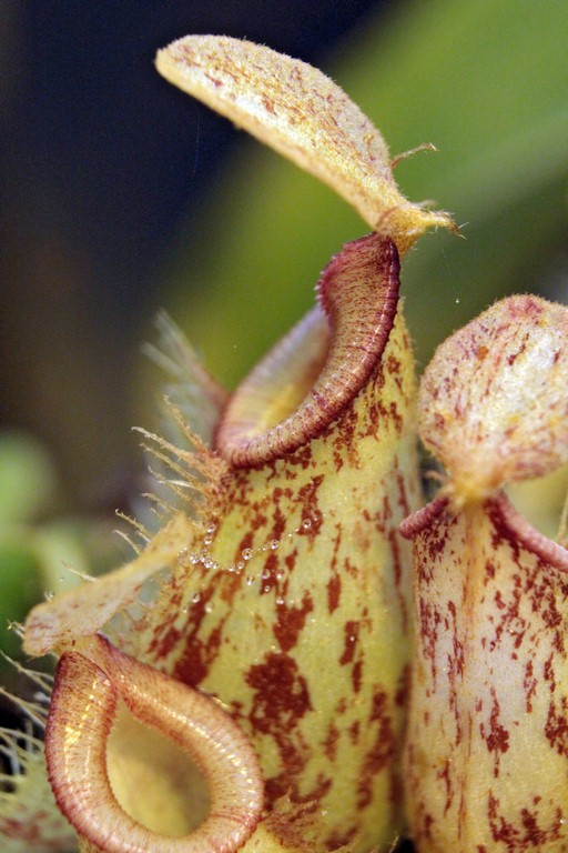 Nepenthes_Hookeriana_13_03_2015_157.jpg