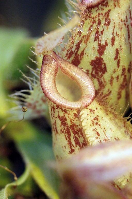 Nepenthes_Hookeriana_13_03_2015_158.jpg