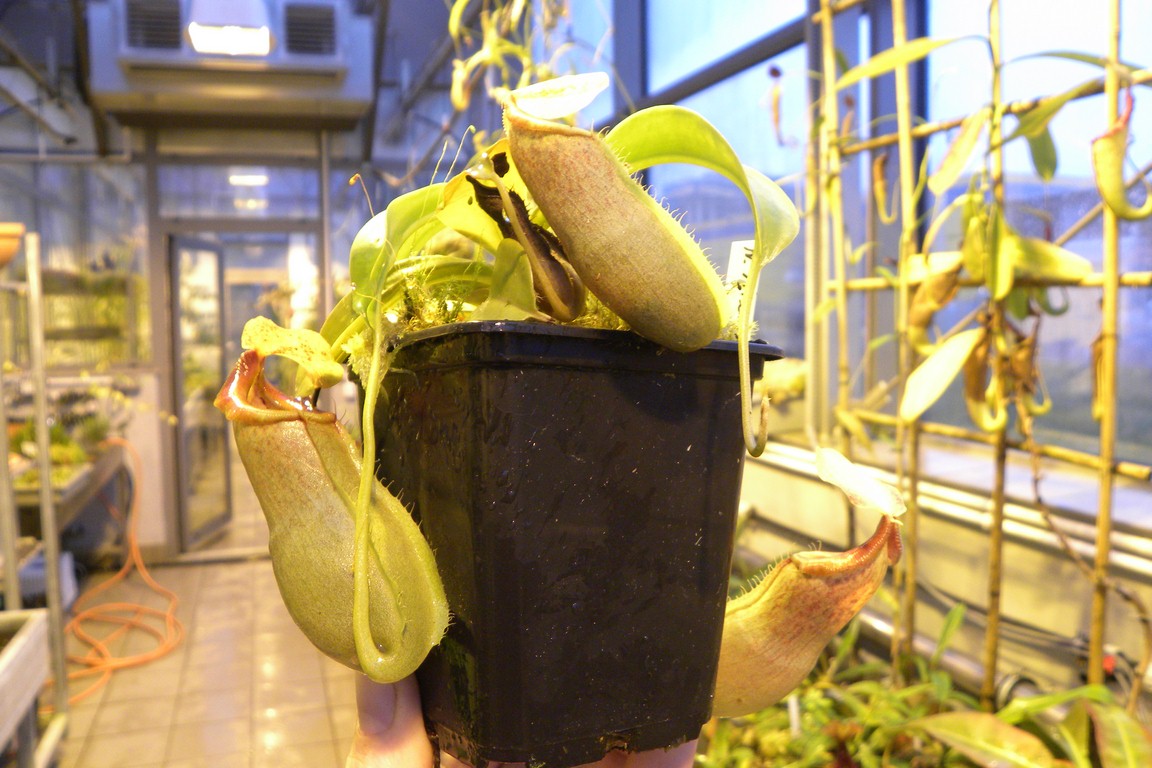 Nepenthes_Melvino_12_02_2015_088.jpg