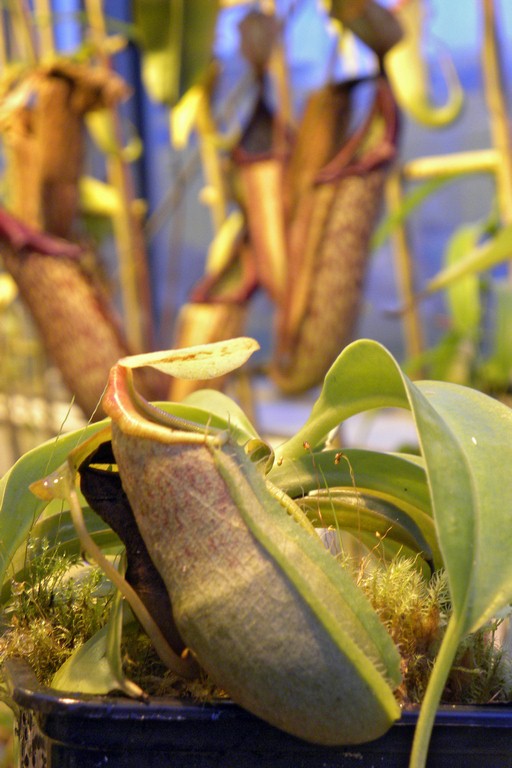 Nepenthes_Melvino_12_02_2015_093.jpg