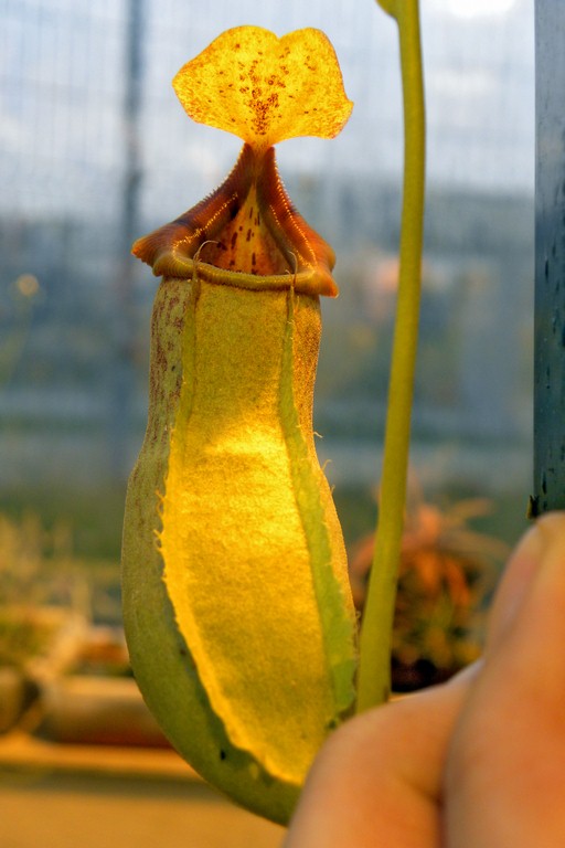 Nepenthes_Melvino__12_02_2015_090.jpg