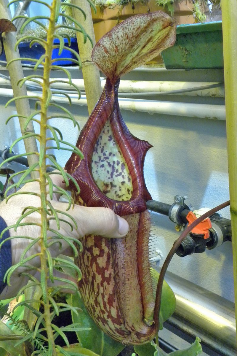 Nepenthes_Miranda_1_09_2014_026.jpg